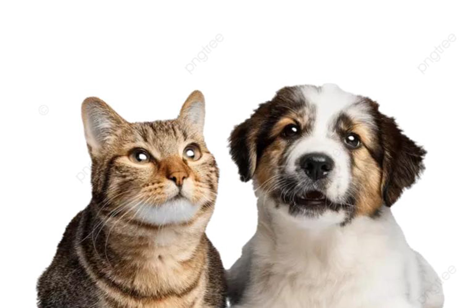淘猫商贸